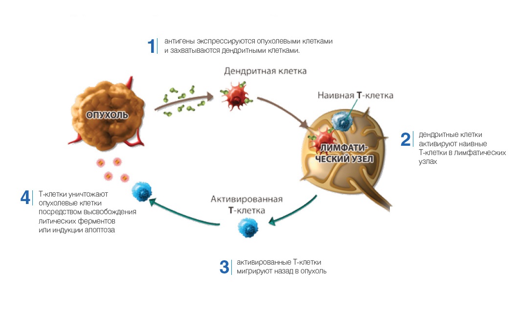 Регуляторные лимфоциты. Противоопухолевый иммунный ответ клетки-эффекторы. Дендритные клетки схема. Иммунная система и раковые клетки. Противоопухолевый иммунитет иммунология схема.